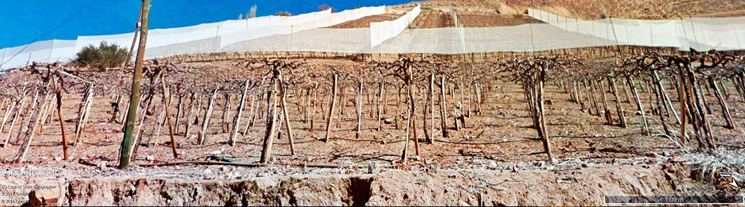 Vinhos do Chile