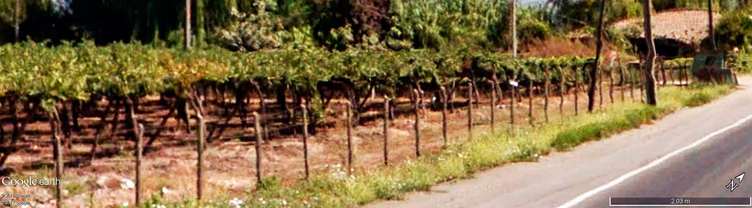 Vinhos do Chile