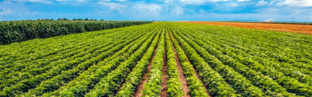 Agronegócio, Economia, São Paulo, Brasil Agronegócio, Economia, São Paulo, Brasil